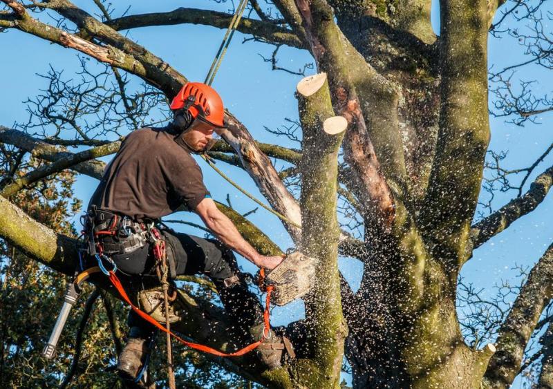 &Eacute;lagage en hauteur &agrave; Dole, quelles pr&eacute;cautions pour les arbres les plus imposants ?
