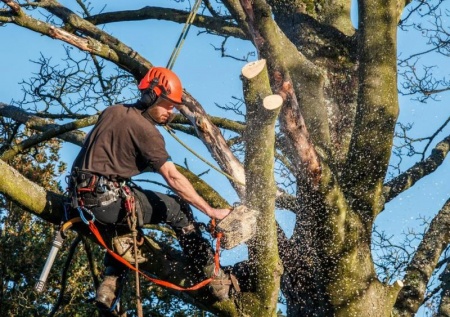 &Eacute;lagage en hauteur &agrave; Dole, quelles pr&eacute;cautions pour les arbres les plus imposants ?